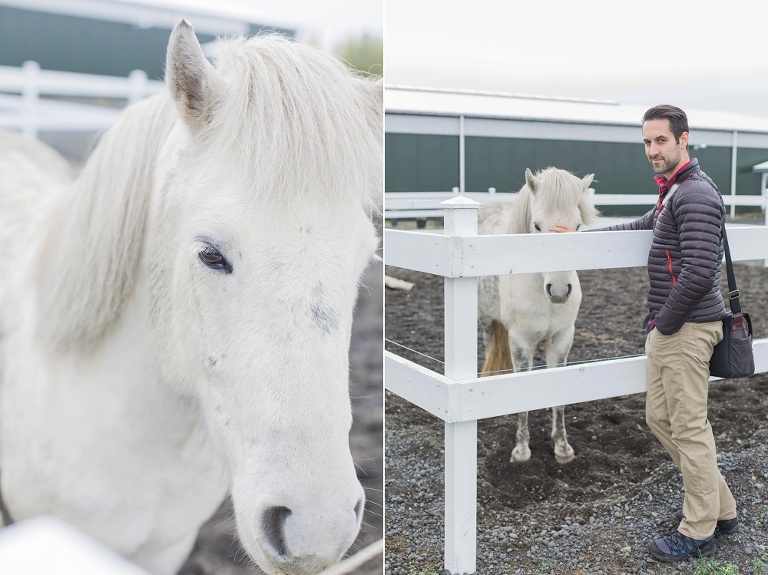 Exploring iceland photos of Icelandic horse farm